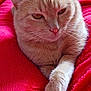 Smoothie a rejoint le concours — aidez-le/la à gagner de superbes lots ! cat, feline, pet, animal, fur, whiskers, paw, relaxed, indoor, blanket, red, cozy, cute, sleepy, closeup, resting, soft, mammal, domestic, comfort