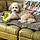 Teddy