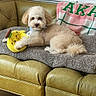 animal, banana_toy, blanket, comfort, couch, cozy, cute, dog, fluffy, fur, green_couch, home, indoor, living_room, pet, pink_blanket, plush_toy, relaxed, resting, small_dog