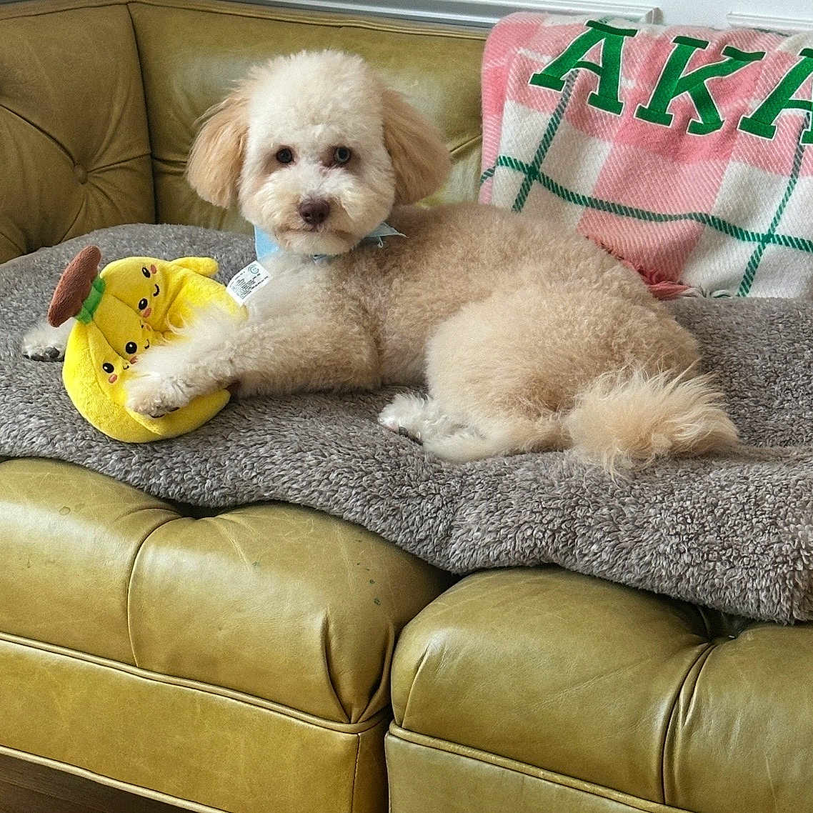 Teddy