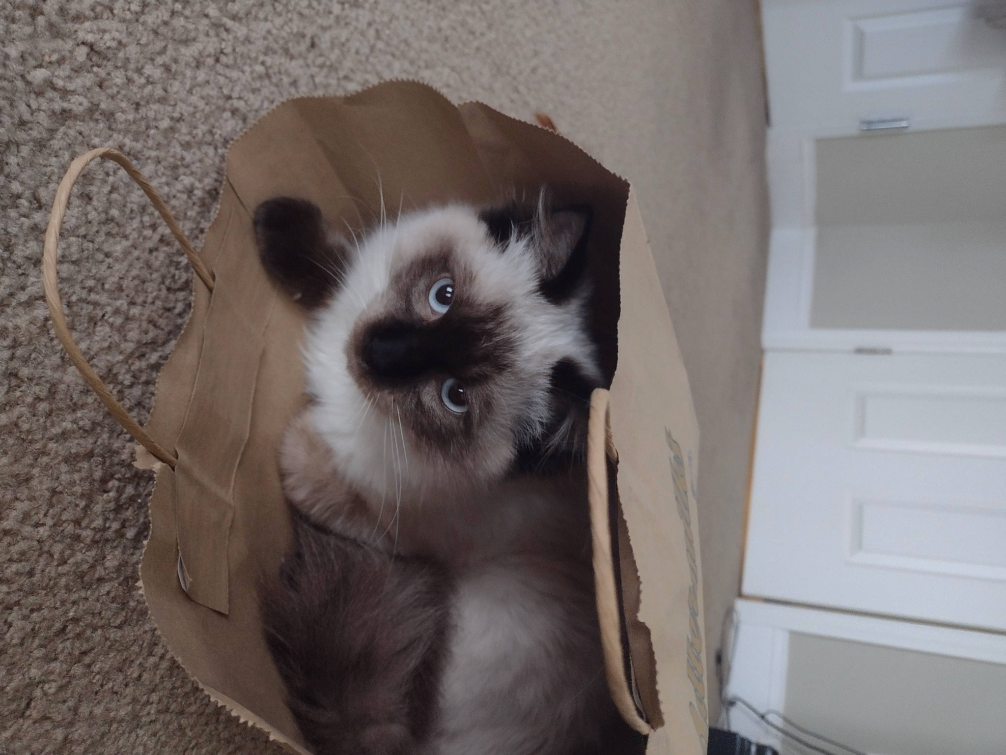 Fred is registered to the contest to win money with this photo: balinese, birman, carnivore, cat, companion_dog, dog_breed, door, fawn, felidae, fur, hardwood, siamese, small_to_medium_sized_cats, snout, tail, whiskers, wood