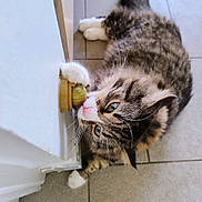 Gaïa a rejoint le concours — aidez-le/la à gagner de superbes lots ! cat, tabby, blue_eyes, paw, licking, door_stopper, floor, tile, white_door, playful, feline, fur, whiskers, pet, domestic_animal, closeup, indoor, cute, animal, relaxed