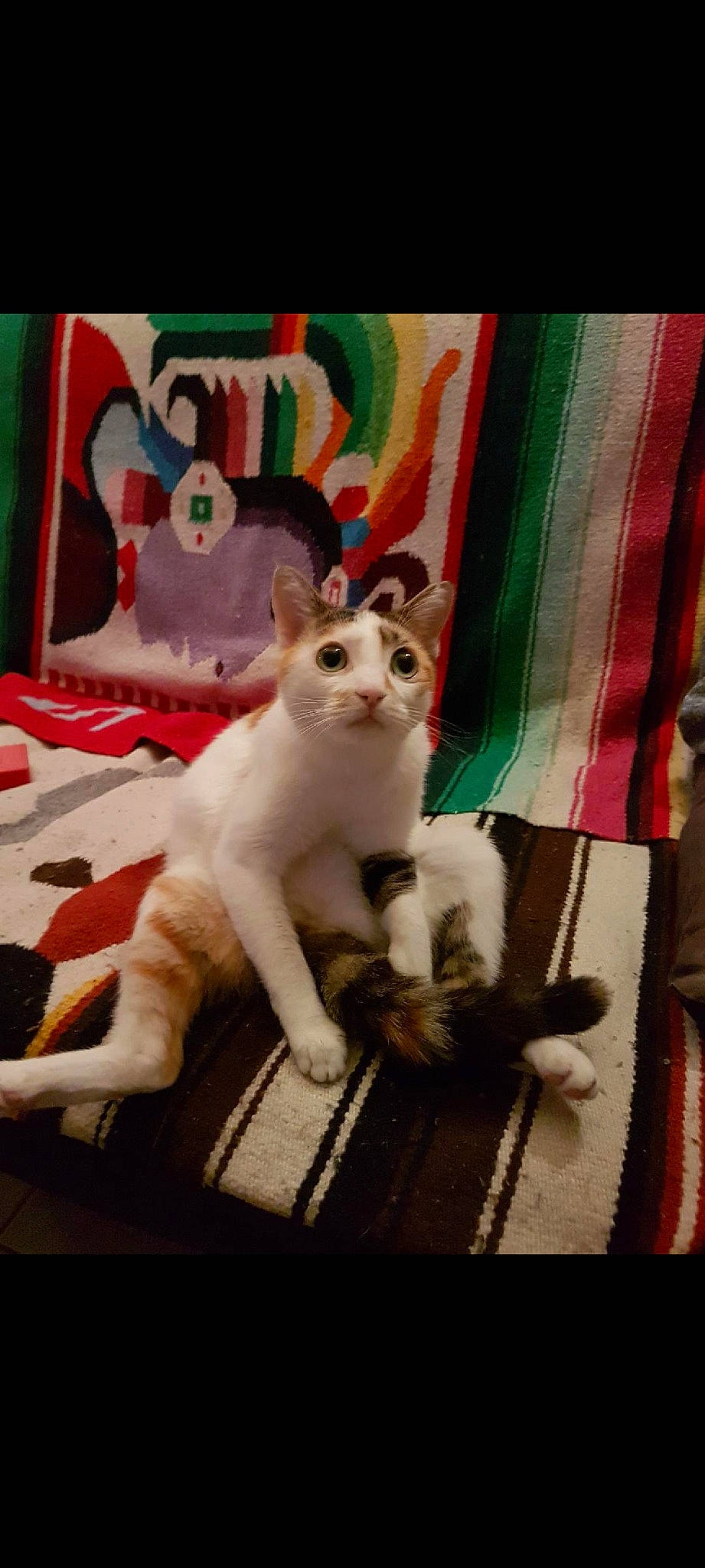 Bilou participe au concours pour gagner de l'argent avec cette photo : carnivore, cat, chair, comfort, domestic_short_haired_cat, fawn, felidae, fur, linens, pattern, paw, rectangle, room, small_to_medium_sized_cats, snout, tail, whiskers, woven_fabric