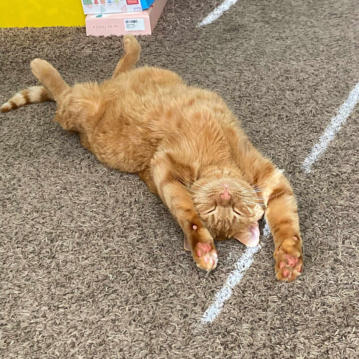 Jackson is registered to the contest to win money with this photo: animal, ball, box, canine, cat, city, dog, goldenretriever, indoors, interiordesign, person, pet, puppy, road, sleeping, sport, street, tennis, tennisball, urban