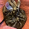 Phoebe is registered to the contest to win money with this photo: animal, cat, cozy, curl, cute, fur, indoor, kitten, nap, paws, pet, pink_towel, relaxation, rest, sleeping, soft_texture, striped, tabby, whiskers, young_cat