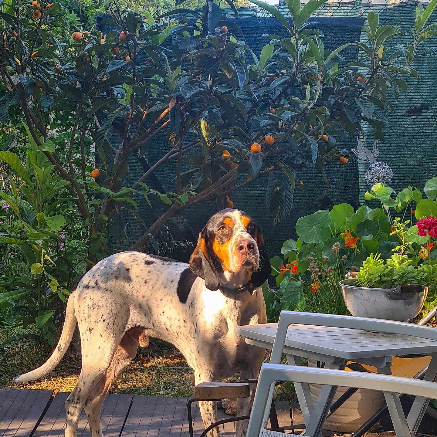 Paco participe au concours pour gagner de l'argent avec cette photo : animal, bush, chair, curious, daylight, dog, fence, flowers, garden, greenery, leaves, nature, outdoor, pet, plants, pot, spot_pattern, sunlight, table, wooden_deck