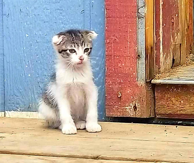 Moxie joined the competition — help win amazing prizes! carnivore, cat, claw, domestic_short_haired_cat, eye, fawn, felidae, foot, fur, human_leg, paw, road_surface, small_to_medium_sized_cats, snout, tail, terrestrial_animal, whiskers, wildlife, window, wood