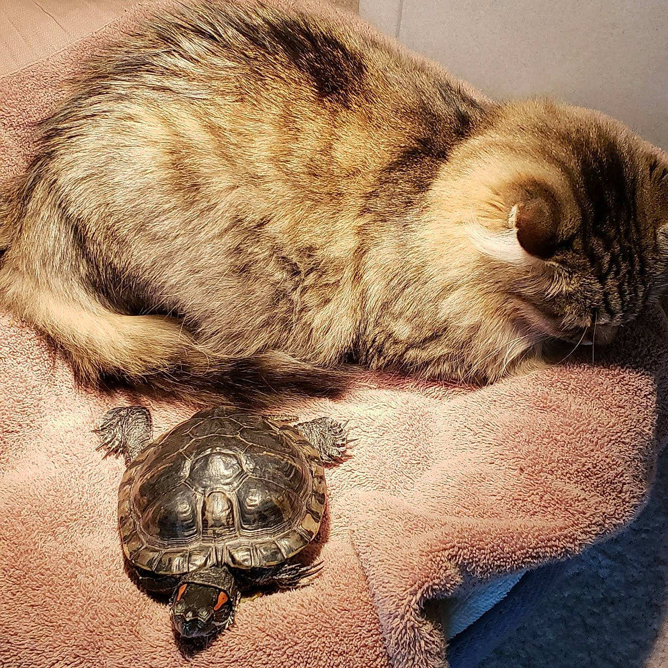 Kallie is registered to the contest to win money with this photo: art, carnivore, cat, close_up, comfort, fawn, felidae, fur, grey, monochrome, organism, paw, small_to_medium_sized_cats, snout, still_life_photography, tail, terrestrial_animal, visual_arts, whiskers, wildlife