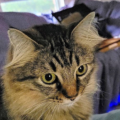 Kallie is registered to the contest to win money with this photo: art, carnivore, cat, domestic_short_haired_cat, felidae, fur, head, iris, maine_coon, paw, small_to_medium_sized_cats, snout, terrestrial_animal, tree, whiskers, wildlife, window