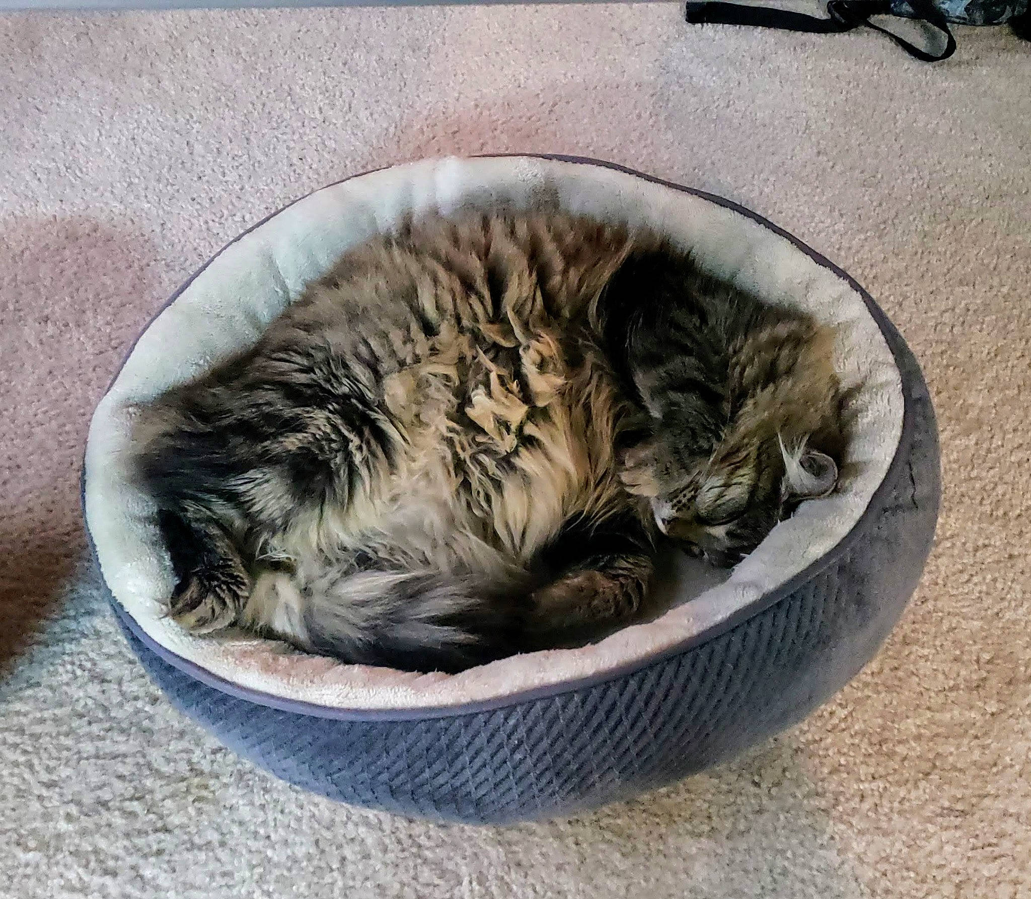 Kallie joined the competition — help win amazing prizes! carnivore, cat, cat_bed, cat_supply, comfort, domestic_short_haired_cat, felidae, fur, grey, nap, paw, pet_supply, sleep, small_to_medium_sized_cats, tail, terrestrial_animal, whiskers