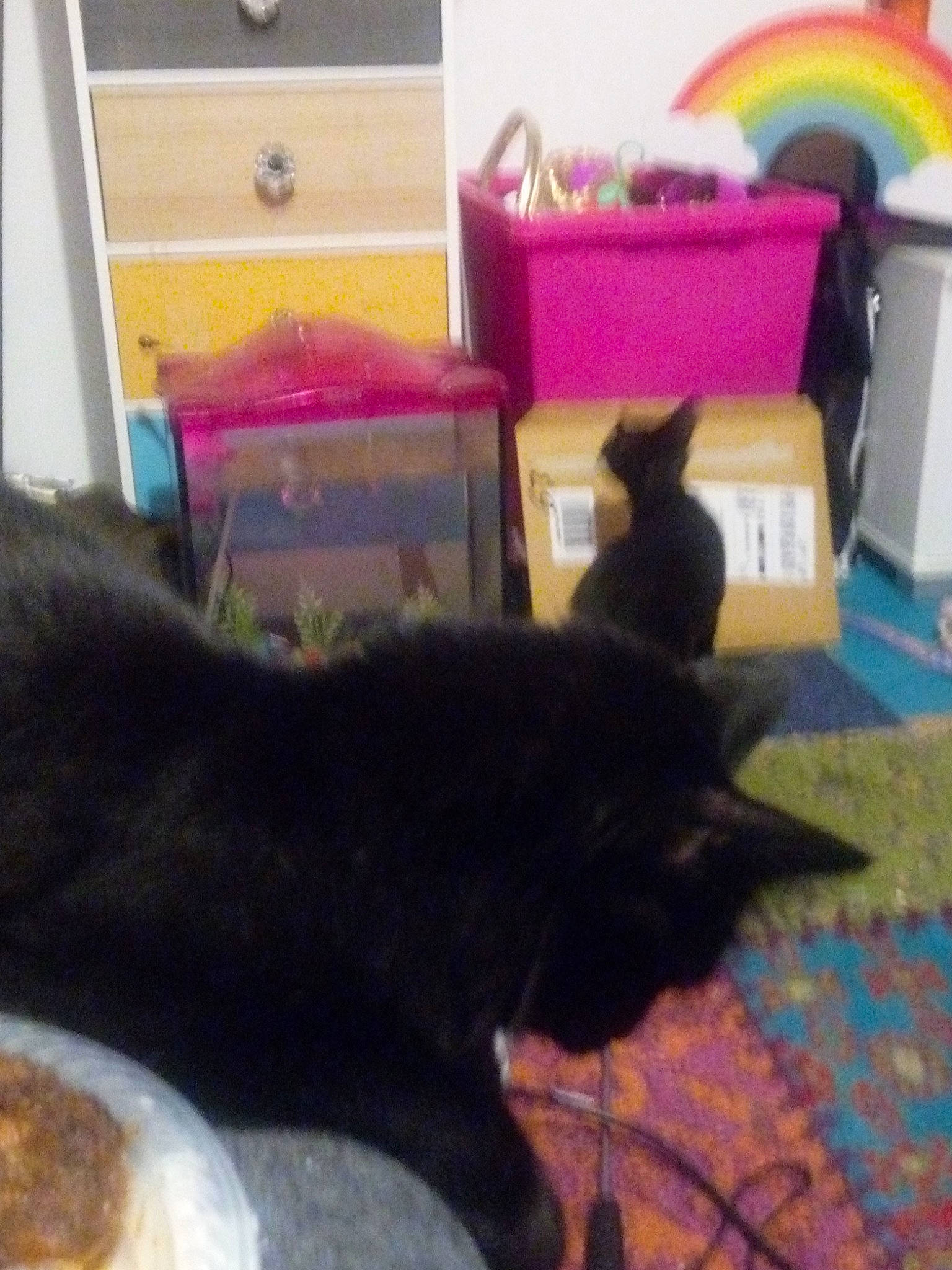 Baby Criminal is registered to the contest to win money with this photo: black_cat, box, carnivore, cat, comfort, dog_breed, domestic_short_haired_cat, felidae, fur, hardwood, light, mammal, rainbow, room, small_to_medium_sized_cats, snapshot, table, tail, vertebrate, whiskers