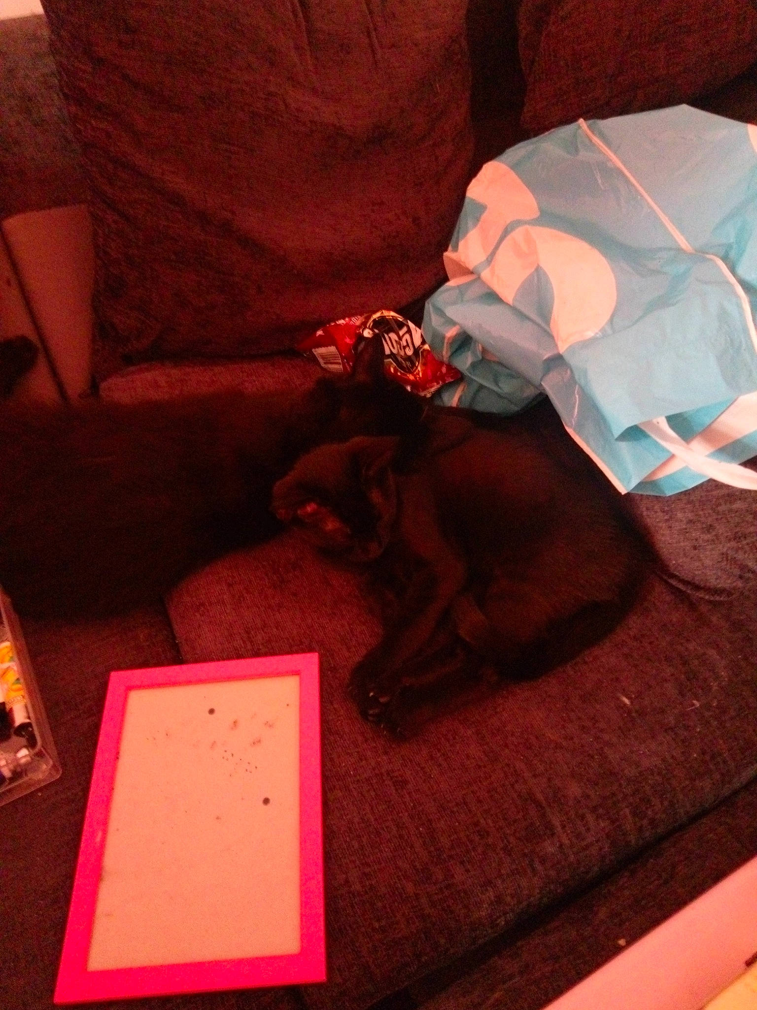 Baby Criminal is registered to the contest to win money with this photo: art, carmine, carnivore, comfort, companion_dog, felidae, fictional_character, flooring, human_leg, illustration, linens, magenta, pink, red, room, sitting, stuffed_toy, tail, tints_and_shades, toy