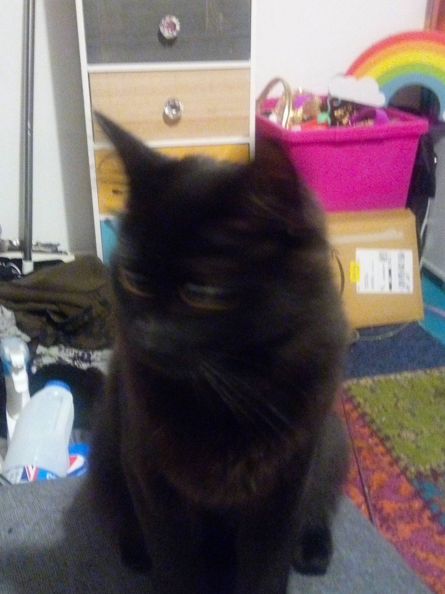 Baby Criminal is registered to the contest to win money with this photo: black_cat, box, carnivore, cat, claw, comfort, domestic_short_haired_cat, felidae, floor, flooring, fur, grey, mammal, plant, rainbow, small_to_medium_sized_cats, snout, tail, vertebrate, whiskers