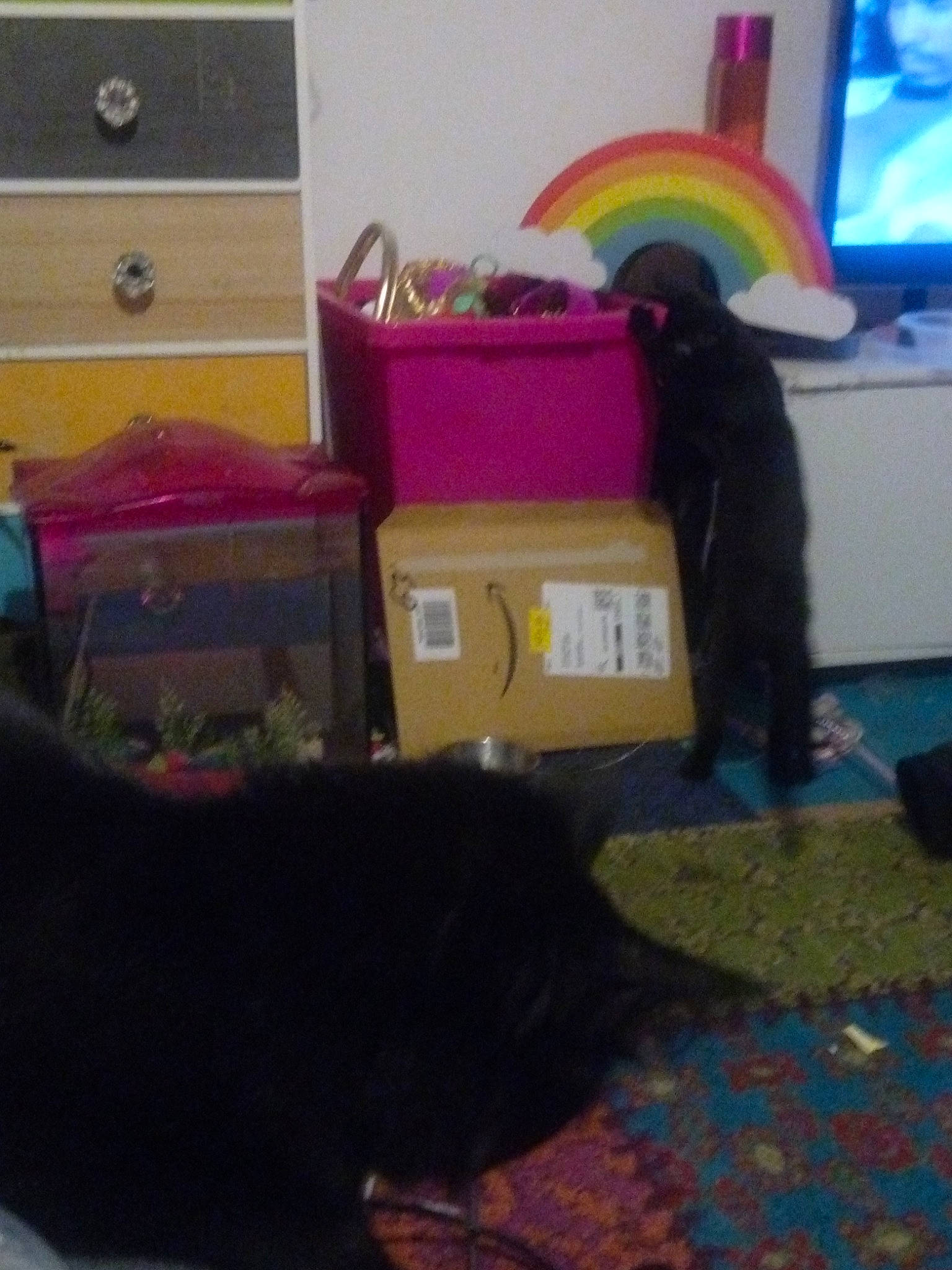 Baby Criminal joined the competition — help win amazing prizes! black, box, brown, carnivore, cat, comfort, felidae, floor, flooring, hardwood, mammal, rainbow, room, shipping_box, small_to_medium_sized_cats, snapshot, tail, vertebrate, whiskers, wood