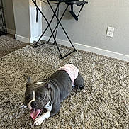 Chenille joined the competition — help win amazing prizes! dog, indoor, carpet, diaper, pet, gray_dog, white_paws, tongue_out, happy, floor, furniture, bag, folding_table, wall_outlet, playful, panting, ears_up, domestic, animal, canine
