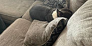 Chenille joined the competition — help win amazing prizes! dog, couch, pillows, brown, indoor, pet, resting, sleeping, cozy, furniture, home, relaxation, small_dog, black_and_white, living_room, textile, comfort, domestic, nap, quiet