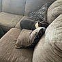 dog, couch, pillows, brown, indoor, pet, resting, sleeping, cozy, furniture, home, relaxation, small_dog, black_and_white, living_room, textile, comfort, domestic, nap, quiet