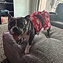 Chenille is registered to the contest to win money with this photo: dog, pet, skirt, red, white, living_room, ottoman, carpet, furniture, indoor, tongue_out, smiling, happy, black_and_white, canine, domestic_animal, cozy, window, door, shelf