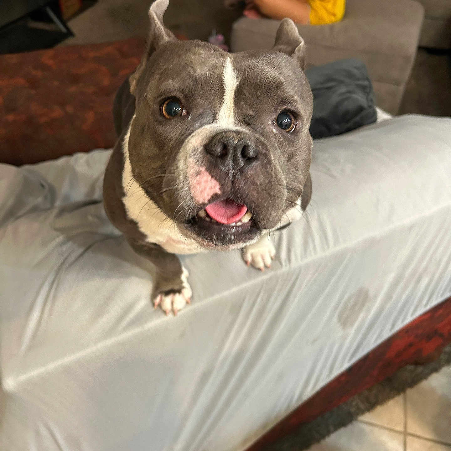 Chenille joined the competition — help win amazing prizes! animal, blurred_background, canine, close_up, couch, dog, domestic_animal, ears_up, floor, friendly, furniture, happy, indoor, living_room, person, pet, smiling, tile_floor, tongue_out, yellow_shirt