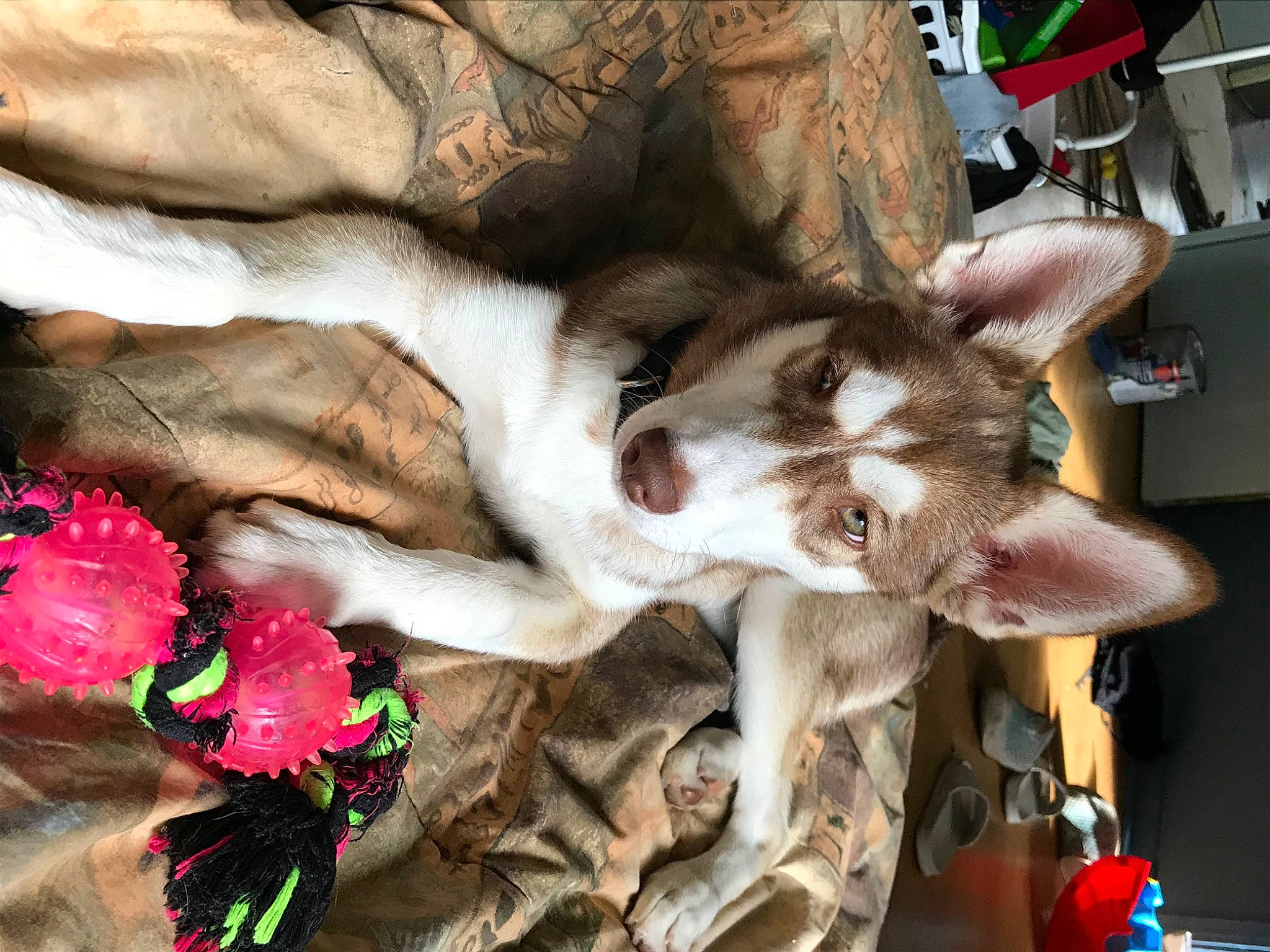 Luna participe au concours pour gagner de l'argent avec cette photo : canidae, carnivore, cat, fawn, plant, sporting_group