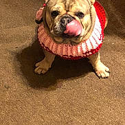 Lady joined the competition — help win amazing prizes! dog, french_bulldog, pet, animal, indoor, carpet, knitted_sweater, red, pink, cute, tongue_out, playful, sitting, small_dog, ears_up, fur, domestic_animal, companion, friendly, mammal
