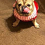 dog, french_bulldog, pet, animal, indoor, carpet, knitted_sweater, red, pink, cute, tongue_out, playful, sitting, small_dog, ears_up, fur, domestic_animal, companion, friendly, mammal