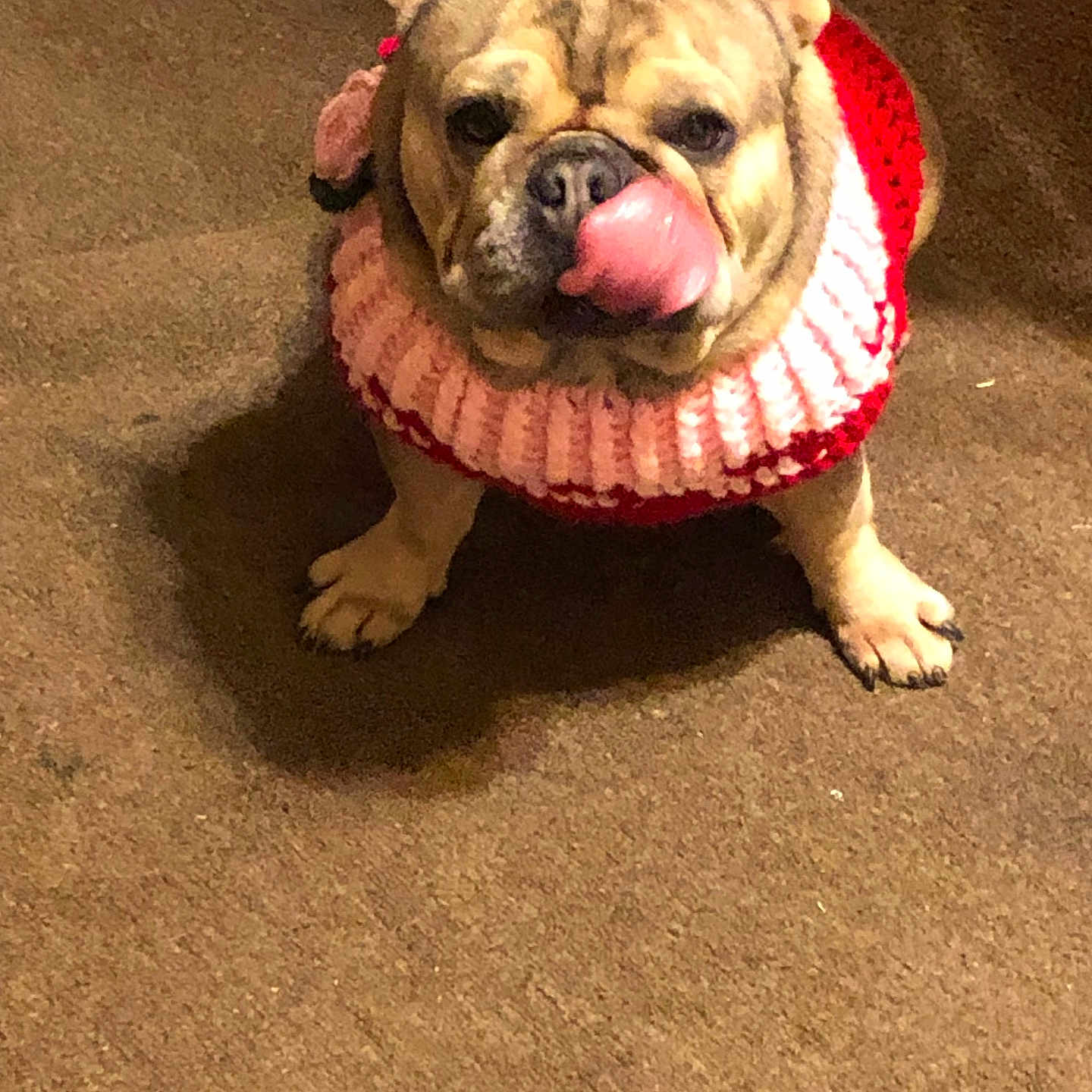 Lady joined the competition — help win amazing prizes! animal, carpet, companion, cute, dog, domestic_animal, ears_up, french_bulldog, friendly, fur, indoor, knitted_sweater, mammal, pet, pink, playful, red, sitting, small_dog, tongue_out