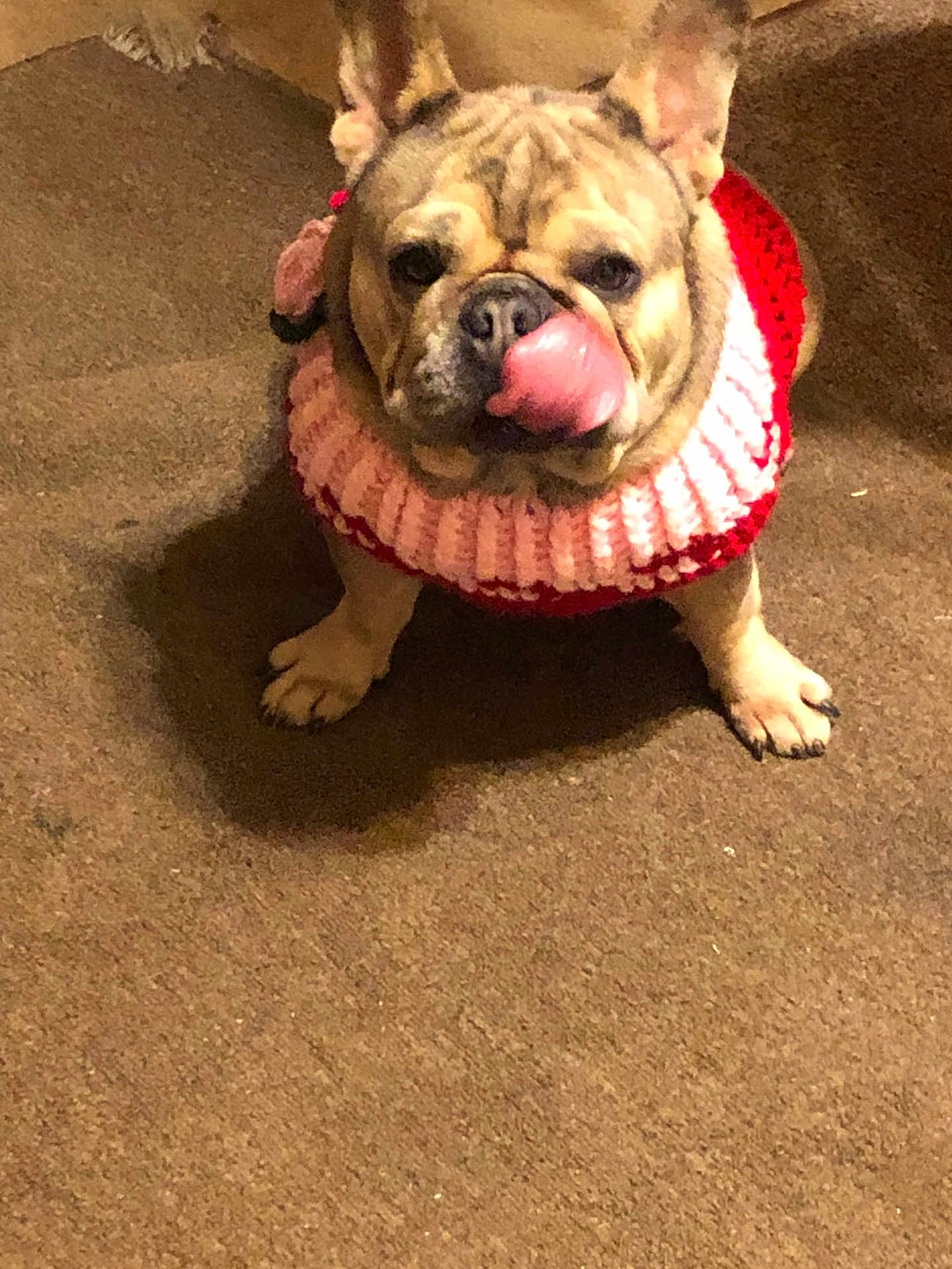 Lady joined the competition — help win amazing prizes! dog, french_bulldog, pet, animal, indoor, carpet, knitted_sweater, red, pink, cute, tongue_out, playful, sitting, small_dog, ears_up, fur, domestic_animal, companion, friendly, mammal