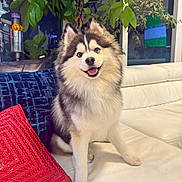 Blu Prince is registered to the contest to win money with this photo: dog, happy, smiling, fluffy, couch, pillows, red_pillow, blue_pillow, indoor, plant, green_leaves, window, pet, furniture, canine, sitting, fur, domestic_animal, houseplant, cozy