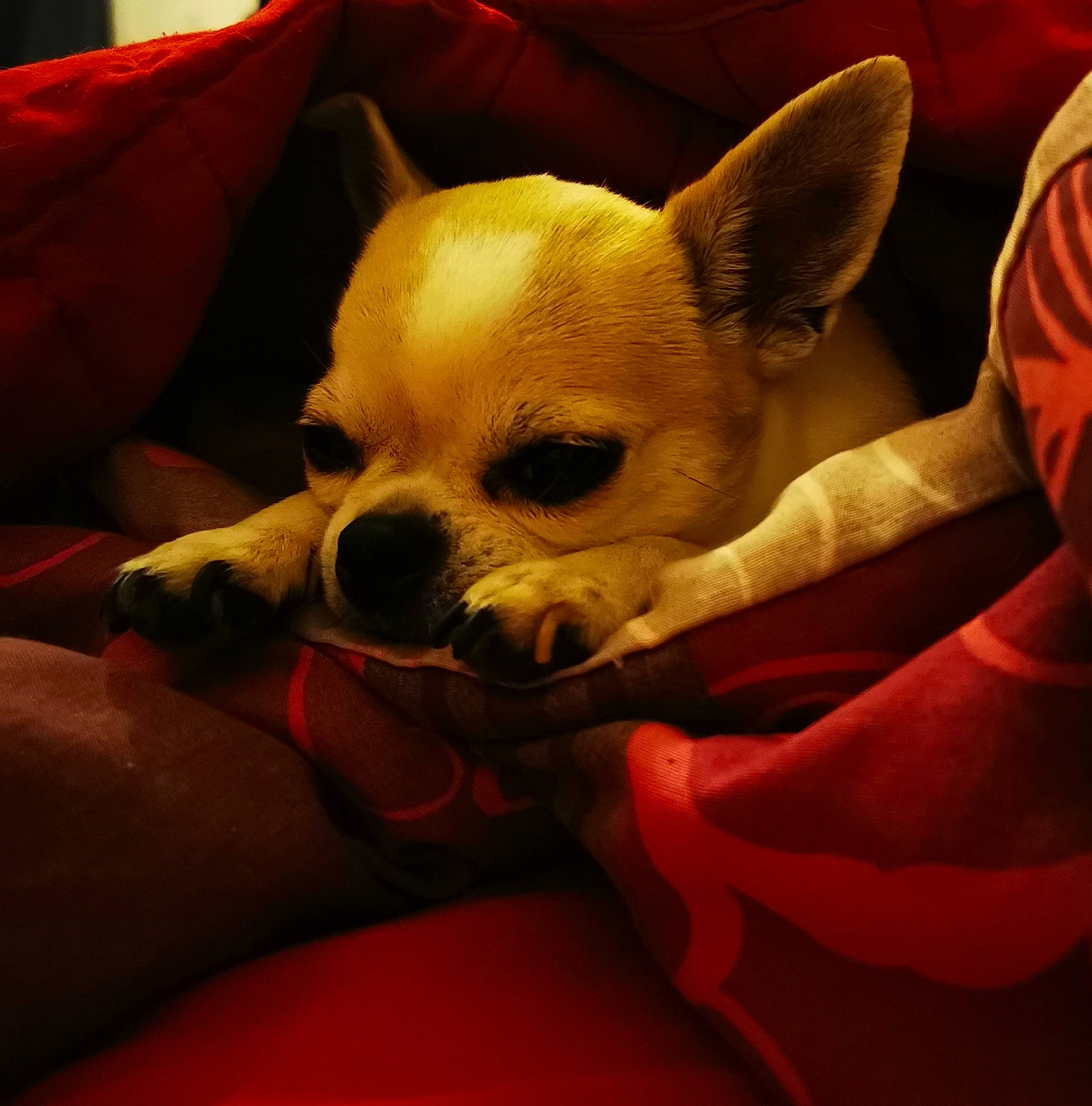 Lilou a rejoint le concours — aidez-le/la à gagner de superbes lots ! canidae, carmine, carnivore, chihuahua, comfort, companion_dog, couch, dog, dog_breed, dog_supply, ear, eye, fawn, fur, snout, sporting_group, terrestrial_animal, toy_dog, whiskers, working_animal