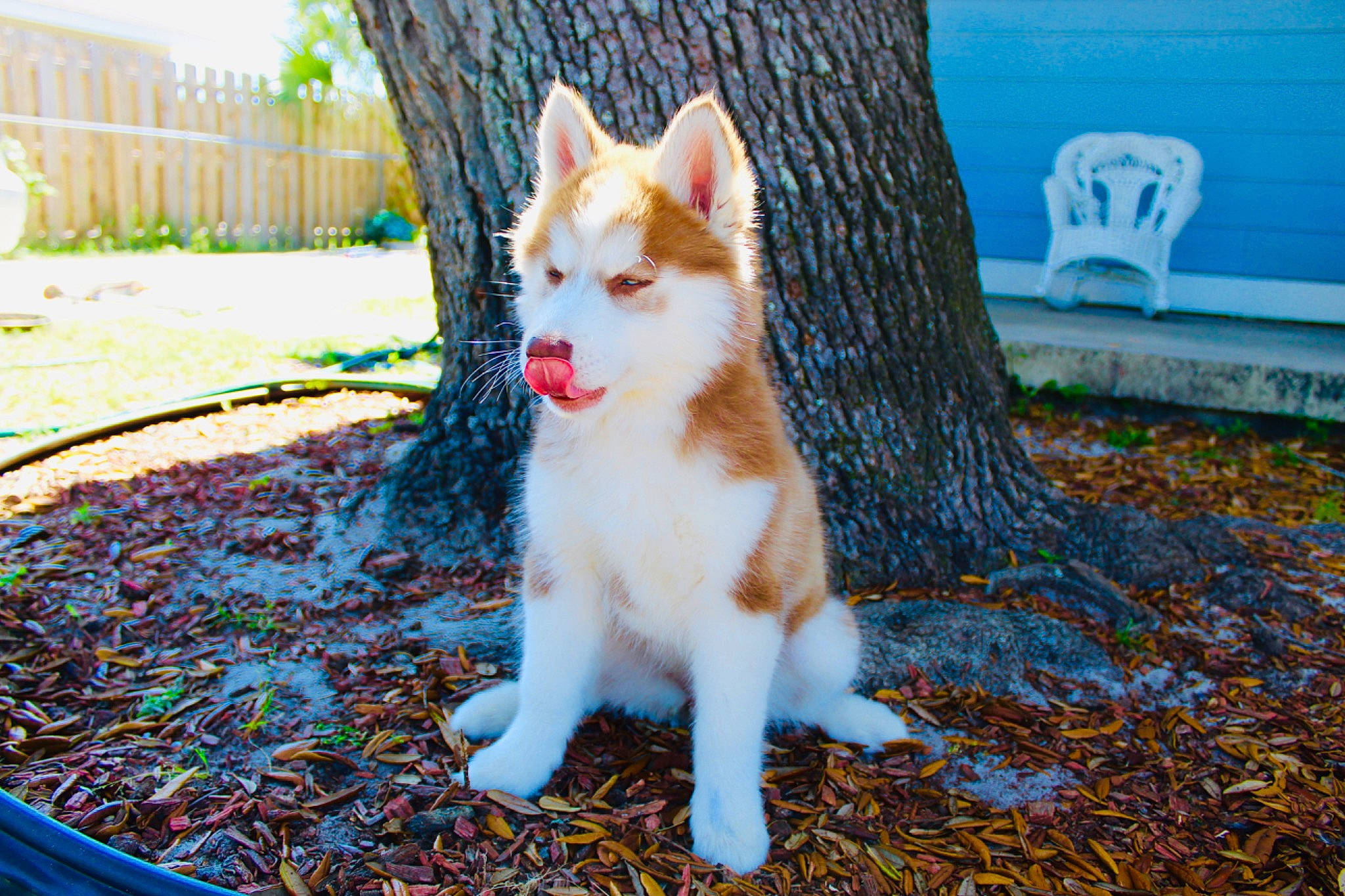 Layla is registered to the contest to win money with this photo: canidae, carnivore, cat, companion_dog, dog_breed, domestic_short_haired_cat, eye, fawn, felidae, fur, grass, leg, plant, small_to_medium_sized_cats, snout, sporting_group, tail, tree, whiskers, wood