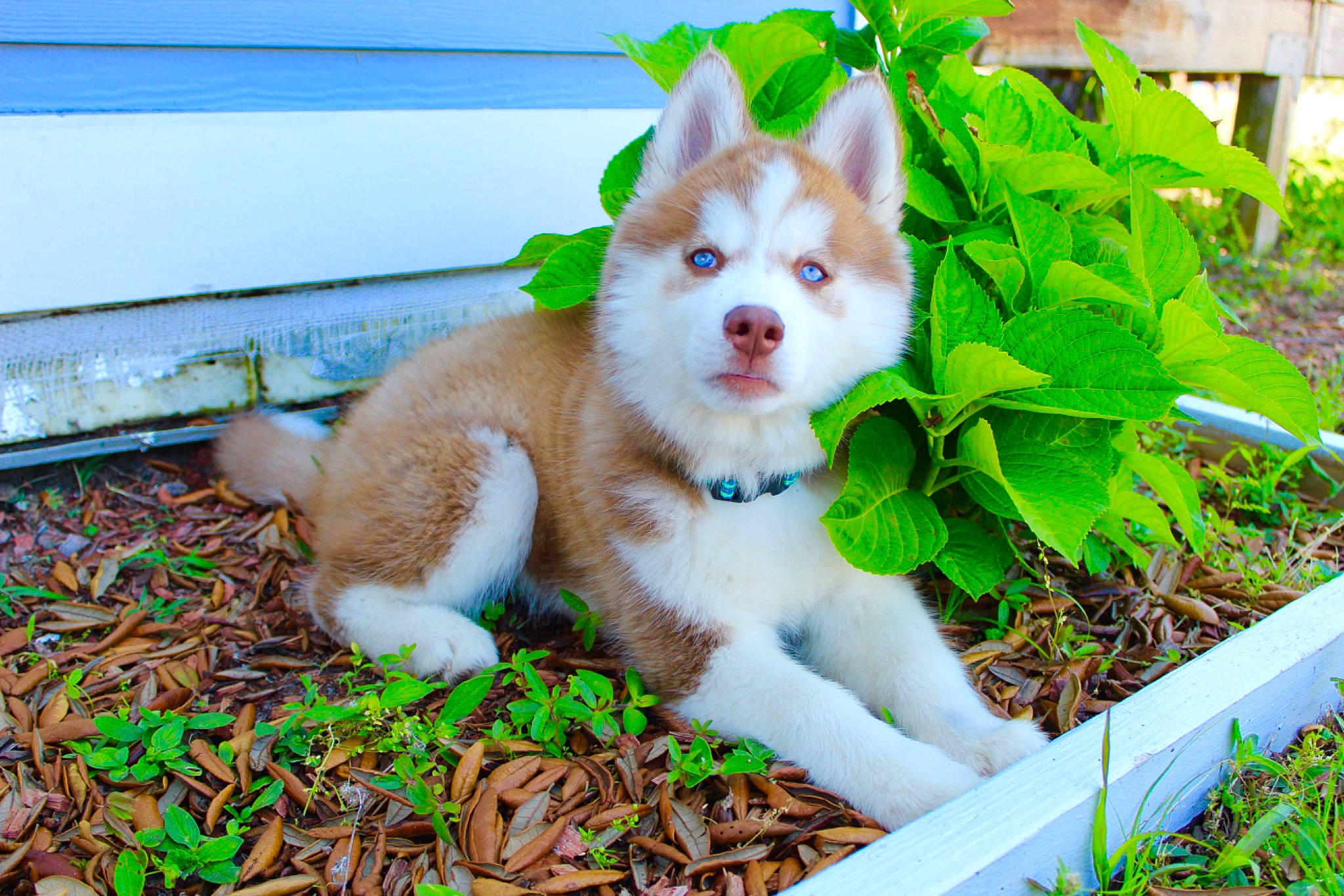 Layla joined the competition — help win amazing prizes! annual_plant, canidae, companion_dog, dog, dog_breed, fawn, fur, garden, grass, groundcover, herb, non_sporting_group, plant, soil, tail, terrestrial_animal, toy_dog, tree, whiskers, working_animal