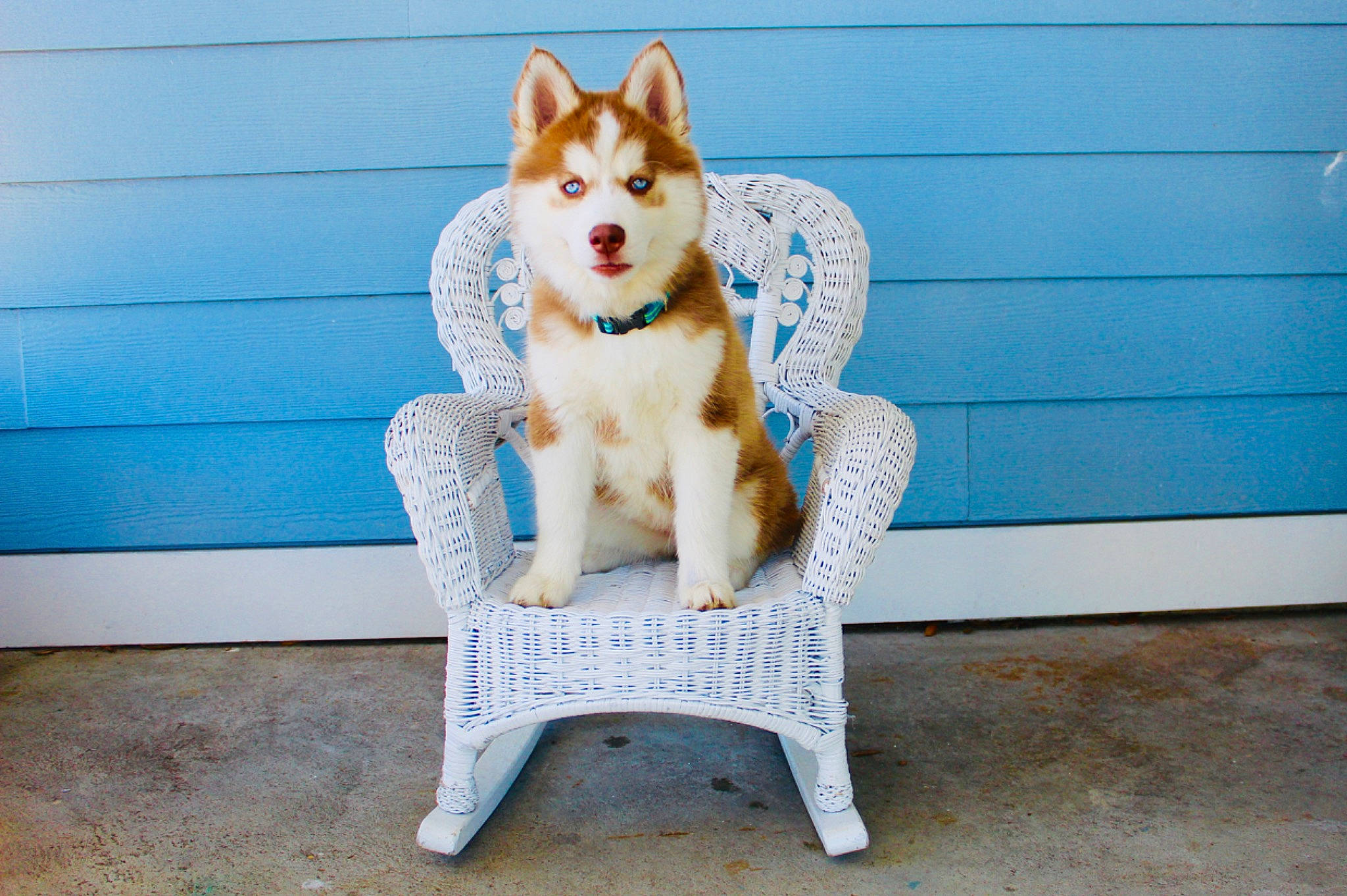 Layla is registered to the contest to win money with this photo: blue, canidae, carnivore, chair, companion_dog, dog, dog_breed, electric_blue, fawn, floor, flooring, fur, outdoor_furniture, plant, rectangle, sitting, sporting_group, tail, whiskers, wood