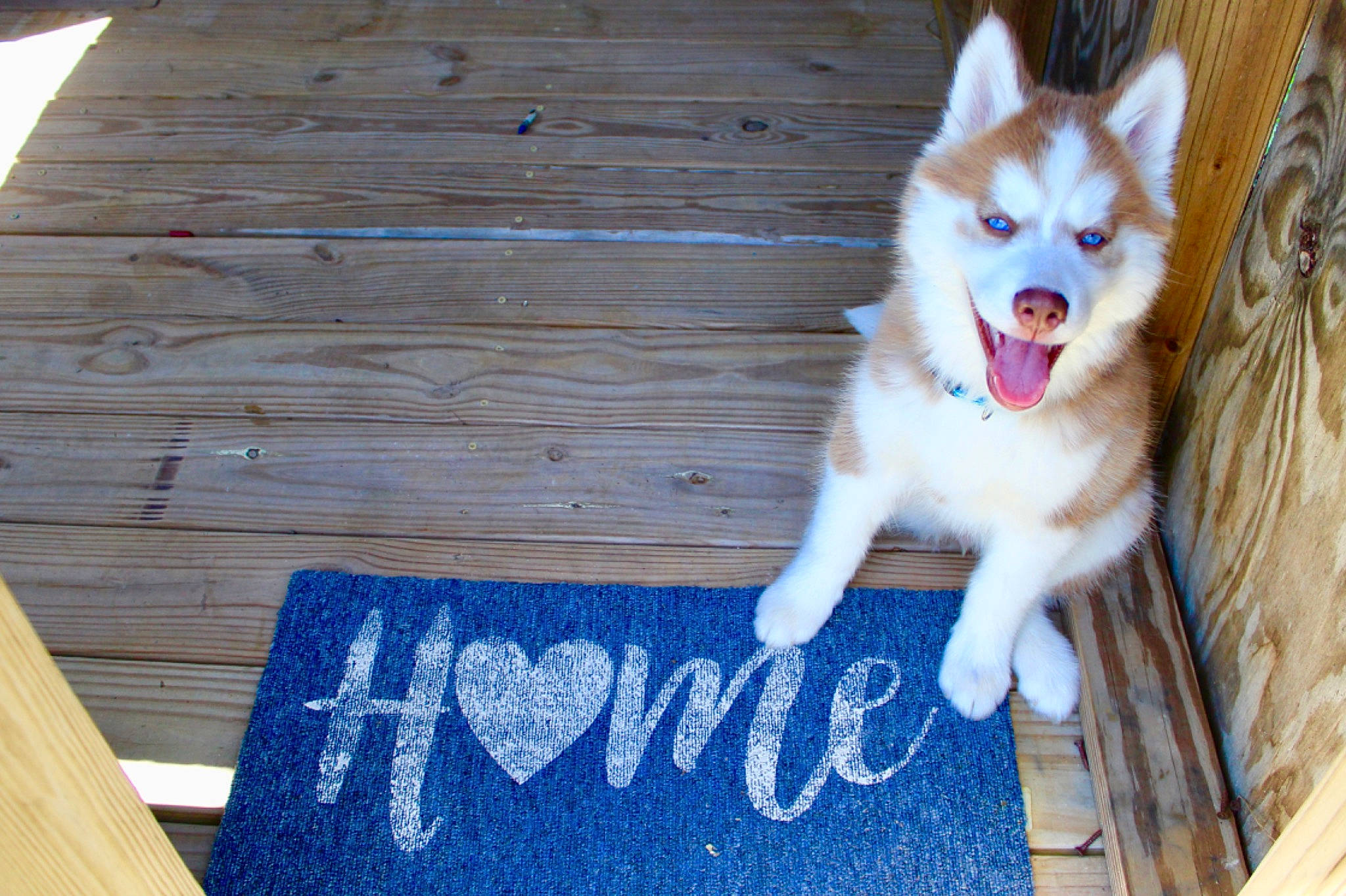 Layla joined the competition — help win amazing prizes! canis, carnivore, companion_dog, dog, dog_breed, electric_blue, fawn, flooring, fur, handwriting, hardwood, herding_dog, plank, rectangle, sled_dog, snout, sporting_group, whiskers, wood, wood_stain