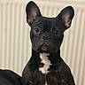 Willow a rejoint le concours — aidez-le/la à gagner de superbes lots ! animal, black_dog, canine, close_up, companion, cute, dog, dog_face, domestic_animal, ears, french_bulldog, fur, house_pet, indoor, looking_at_camera, mammal, pet, portrait, sitting, white_patch