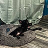 Willow participe au concours pour gagner de l'argent avec cette photo : animal, black_dog, canine, cozy, curtains, dog, dog_bed, flooring, fluffy_bed, french_bulldog, fur, home, indoor, paw, pet, pet_bed, relaxing, resting, stretching, wooden_floor