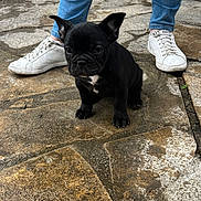 Willow a rejoint le concours — aidez-le/la à gagner de superbes lots ! animal, black_dog, casual, closeup, cute, daylight, dog, ears, footwear, jeans, legs, outdoor, person, pet, puppy, sitting, small_dog, stone_pavement, white_sneakers, young_dog