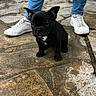 animal, black_dog, casual, closeup, cute, daylight, dog, ears, footwear, jeans, legs, outdoor, person, pet, puppy, sitting, small_dog, stone_pavement, white_sneakers, young_dog