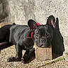 animal, black_dog, closeup, collar, cute, dog, ears, face, french_bulldog, outdoor, pebble_floor, pet, portrait, relaxed, resting, shadow, sunlight, texture, wall, wood
