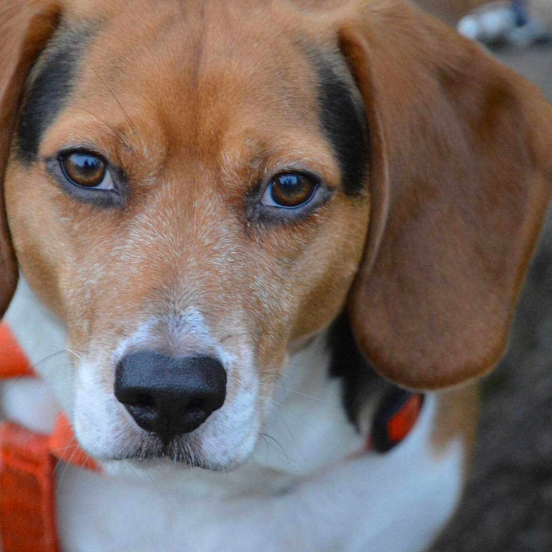 Shiloh