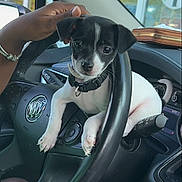 Diamond is registered to the contest to win money with this photo: animal, black_and_white, car_interior, close_up, collar, companionship, curious, cute, cute_pet, dashboard, dog, domestic_animal, hand, indoor, pet, puppy, sitting, small_dog, steering_wheel, vehicle