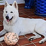 dog, white_dog, soccer_ball, tile_floor, plant, blue_planter, pet, outdoor, lying_down, fur, animal, paw, tongue, ears, happy, domestic_animal, playful, relaxed, home, guarding
