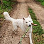 dog, white_dog, stick, dirt_path, forest, trees, greenery, outdoor, nature, animal, canine, walking, happy, pet, fur, trail, woods, daylight, playful, leaves