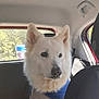 Rasko participe au concours pour gagner de l'argent avec cette photo : animal, backseat, blue_bandana, calm, canine, car_interior, daylight, dog, ears, fur, headrest, looking, nose, pet, seat, sitting, sunlight, transport, white_dog, window