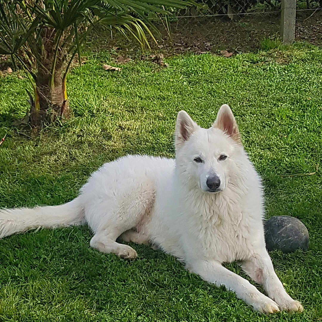 Rasko participe au concours pour gagner de l'argent avec cette photo : animal, ball, canine, daylight, dog, ears, fur, grass, lawn, nature, outdoor, palm_tree, pet, play, relaxed, resting, snout, summer, tree, white_dog