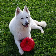 Rasko participe au concours pour gagner de l'argent avec cette photo : dog, white_dog, playing, soccer_ball, grass, greenery, outdoor, pet, animal, happy, tongue_out, summer, nature, flower, field, cute, canine, fur, resting, daylight