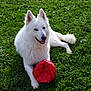 dog, white_dog, playing, soccer_ball, grass, greenery, outdoor, pet, animal, happy, tongue_out, summer, nature, flower, field, cute, canine, fur, resting, daylight