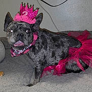 Chanel is registered to the contest to win money with this photo: dog, brindle, crown, pink, tutu, costume, pet, indoor, bed, curious, animal, canine, funny, cute, decor, furniture, wall, floor, collar, celebration