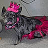 dog, brindle, crown, pink, tutu, costume, pet, indoor, bed, curious, animal, canine, funny, cute, decor, furniture, wall, floor, collar, celebration