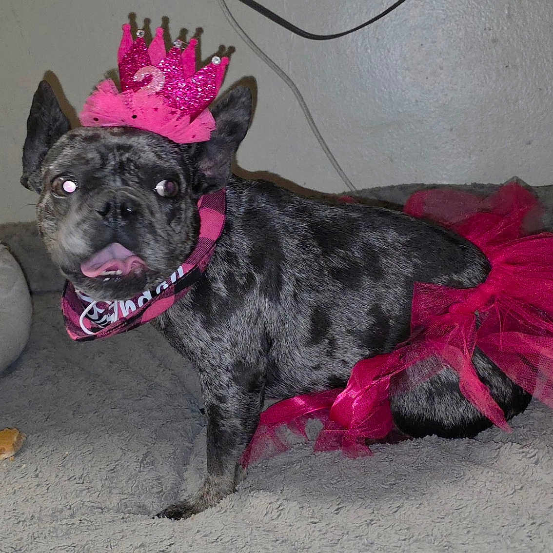 Chanel is registered to the contest to win money with this photo: dog, brindle, crown, pink, tutu, costume, pet, indoor, bed, curious, animal, canine, funny, cute, decor, furniture, wall, floor, collar, celebration